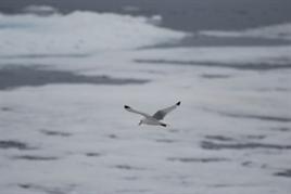 2009328_dsc_2500.jpg